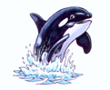 Orca